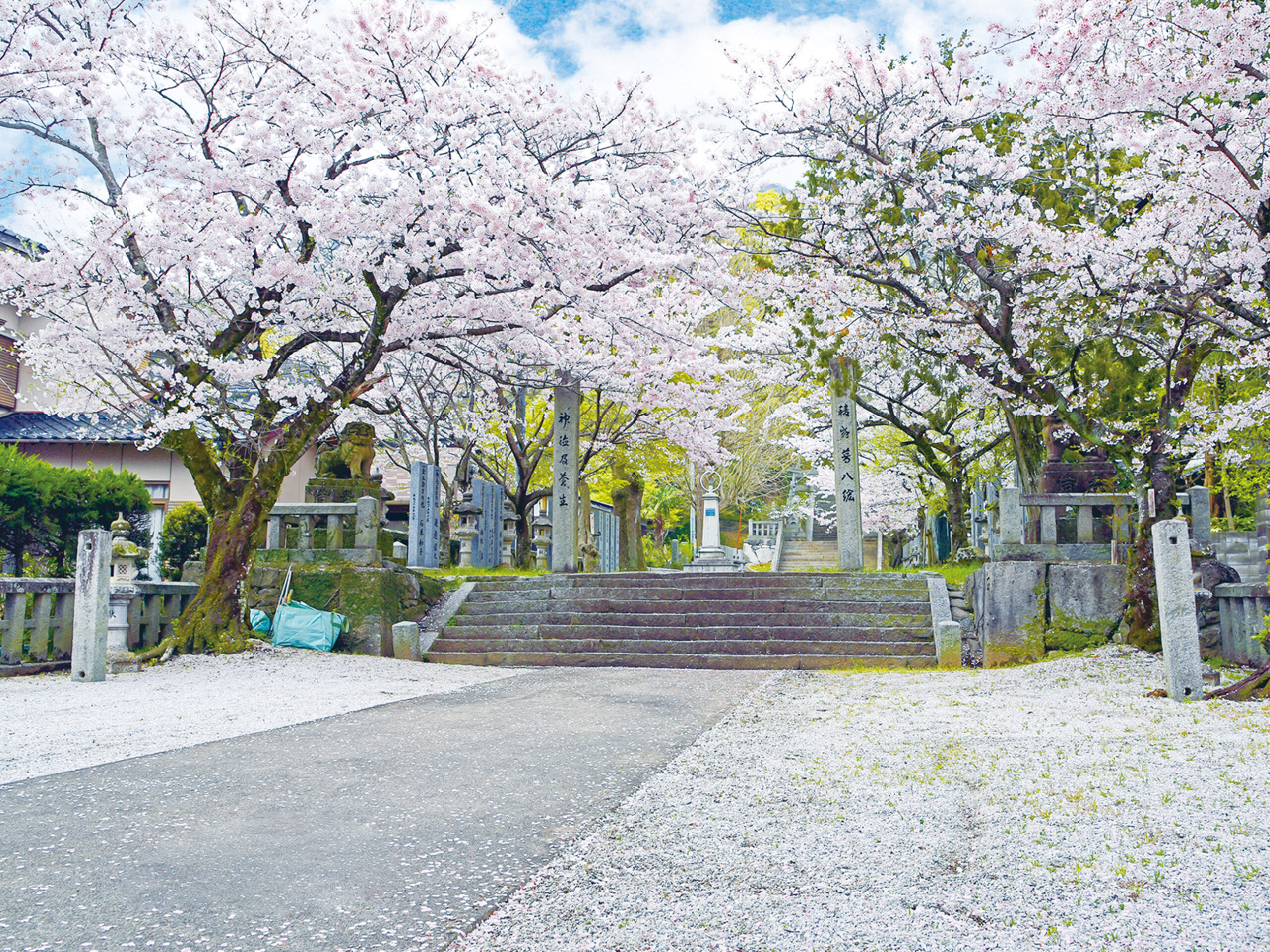 ⾹春神社の桜