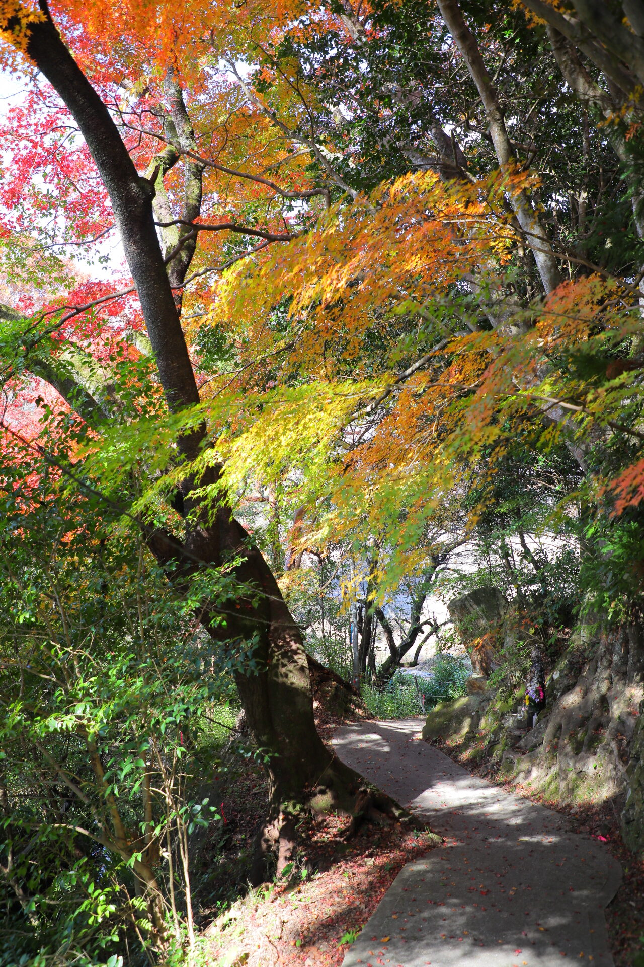 上高野観音寺の紅葉