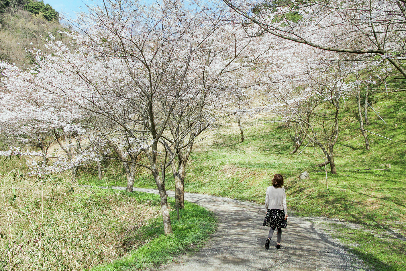 味⾒峠桜公園の桜