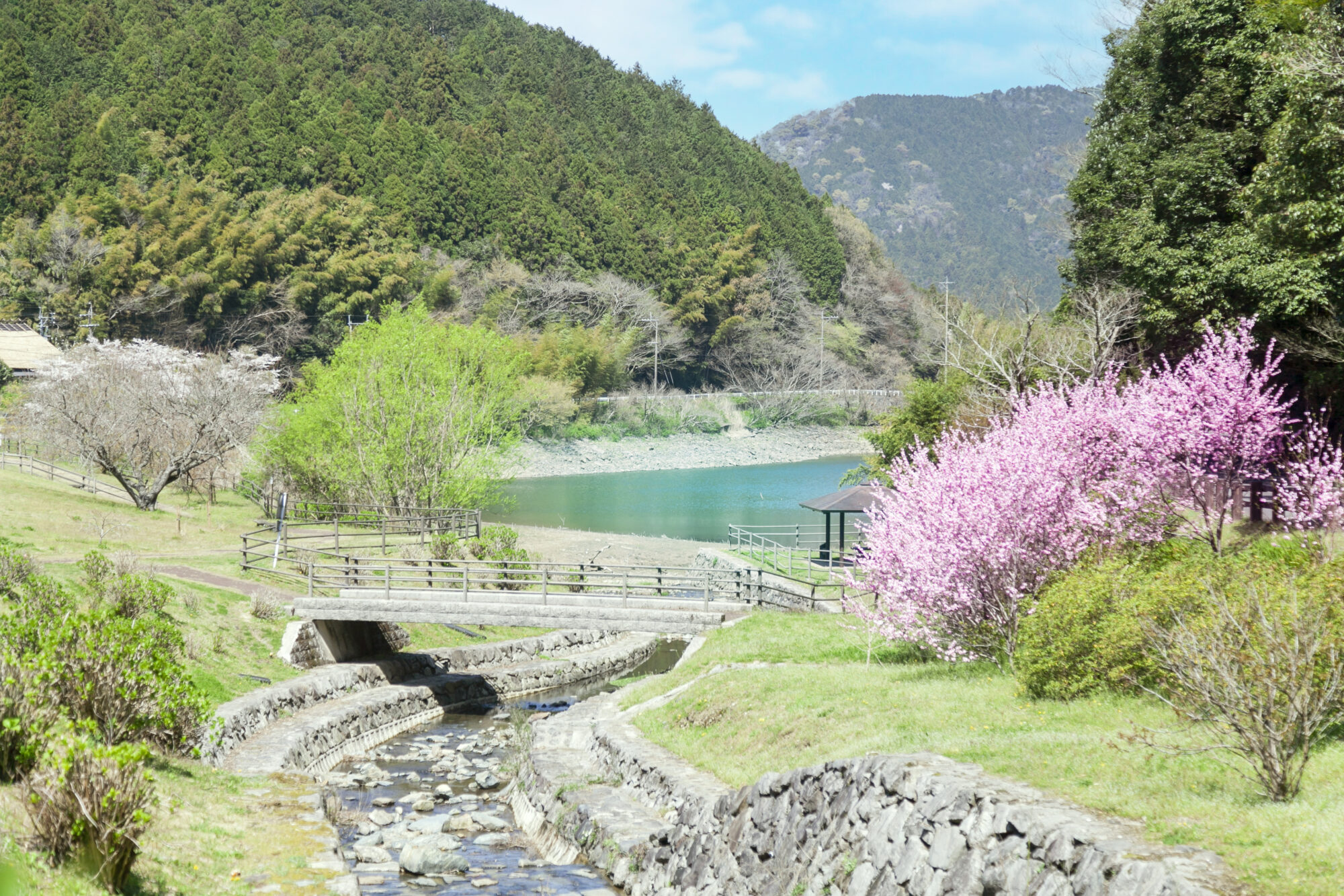 呉ダム渓流公園の桜
