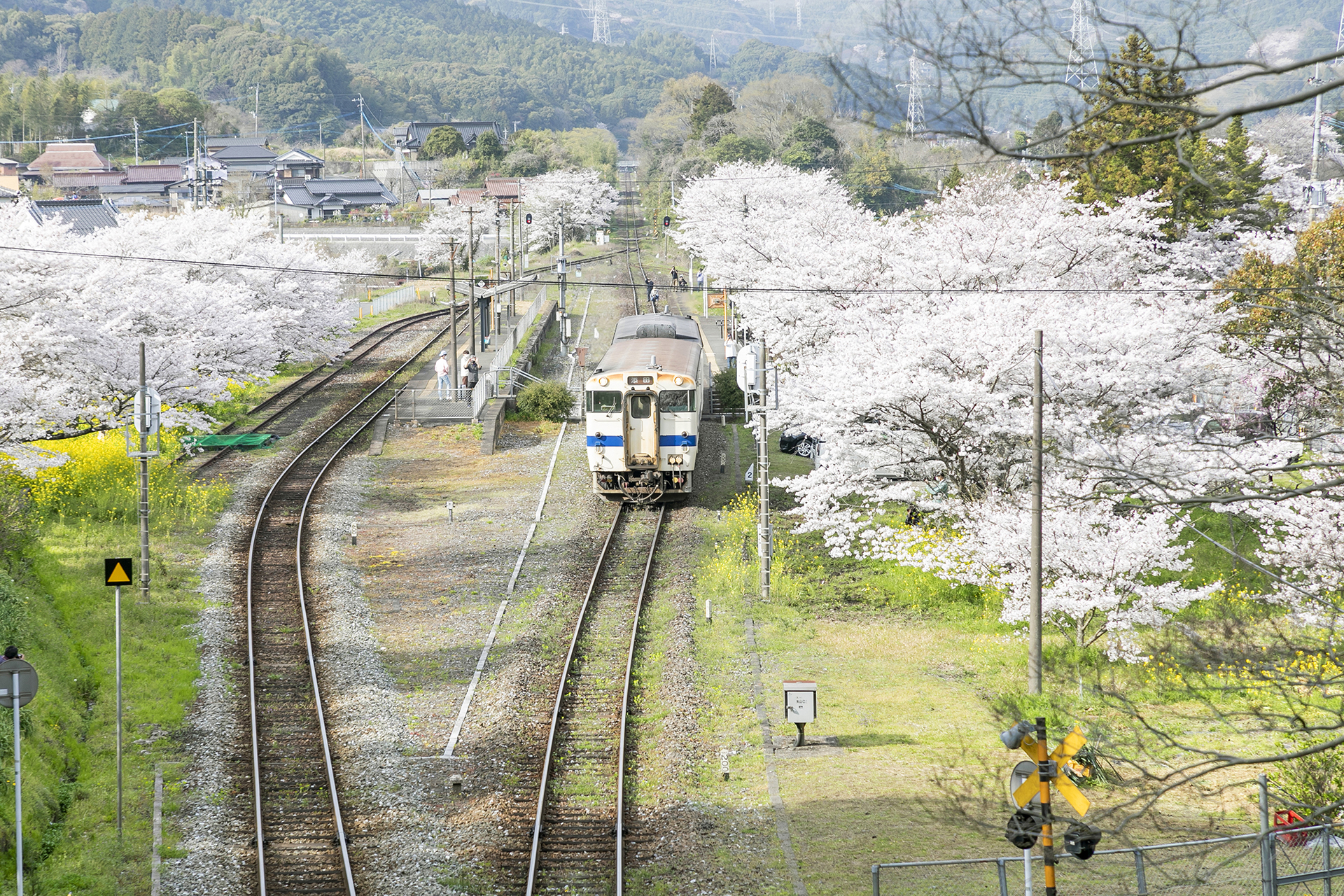 JR採銅所駅の桜