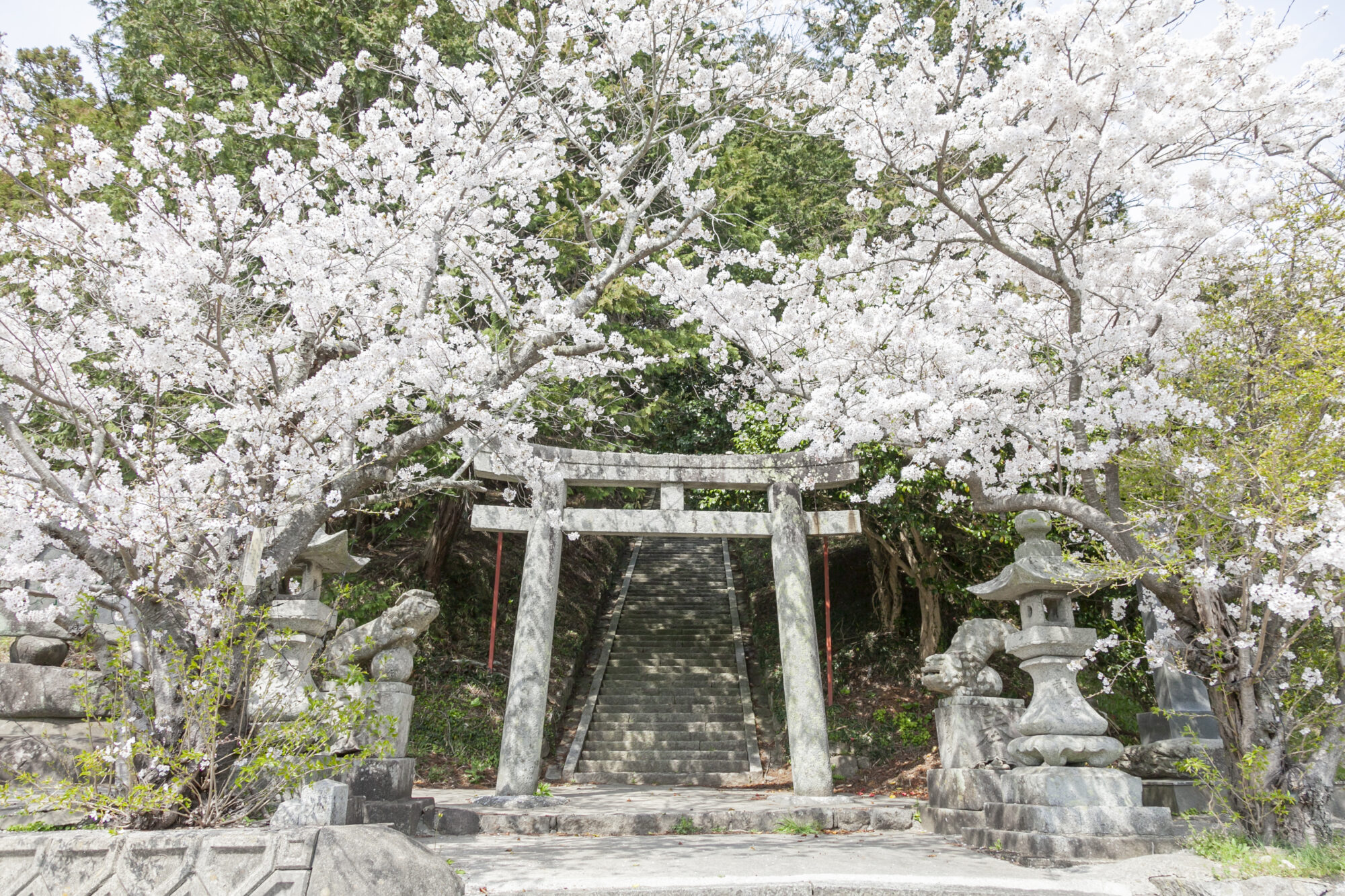 鏡⼭⼤神社の桜