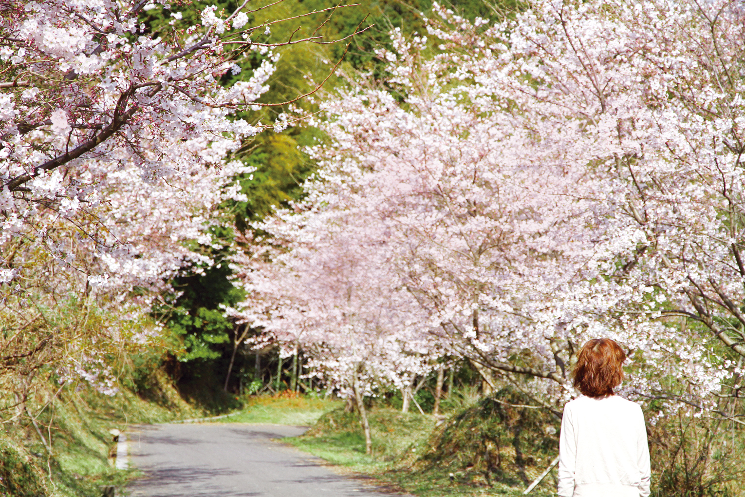 ⻑光円陣の滝桜公園の桜