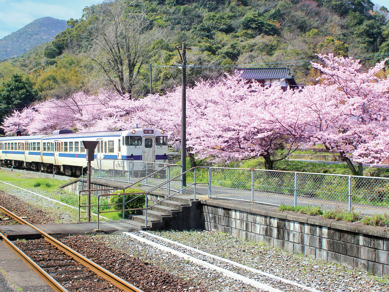 JR採銅所駅の桜