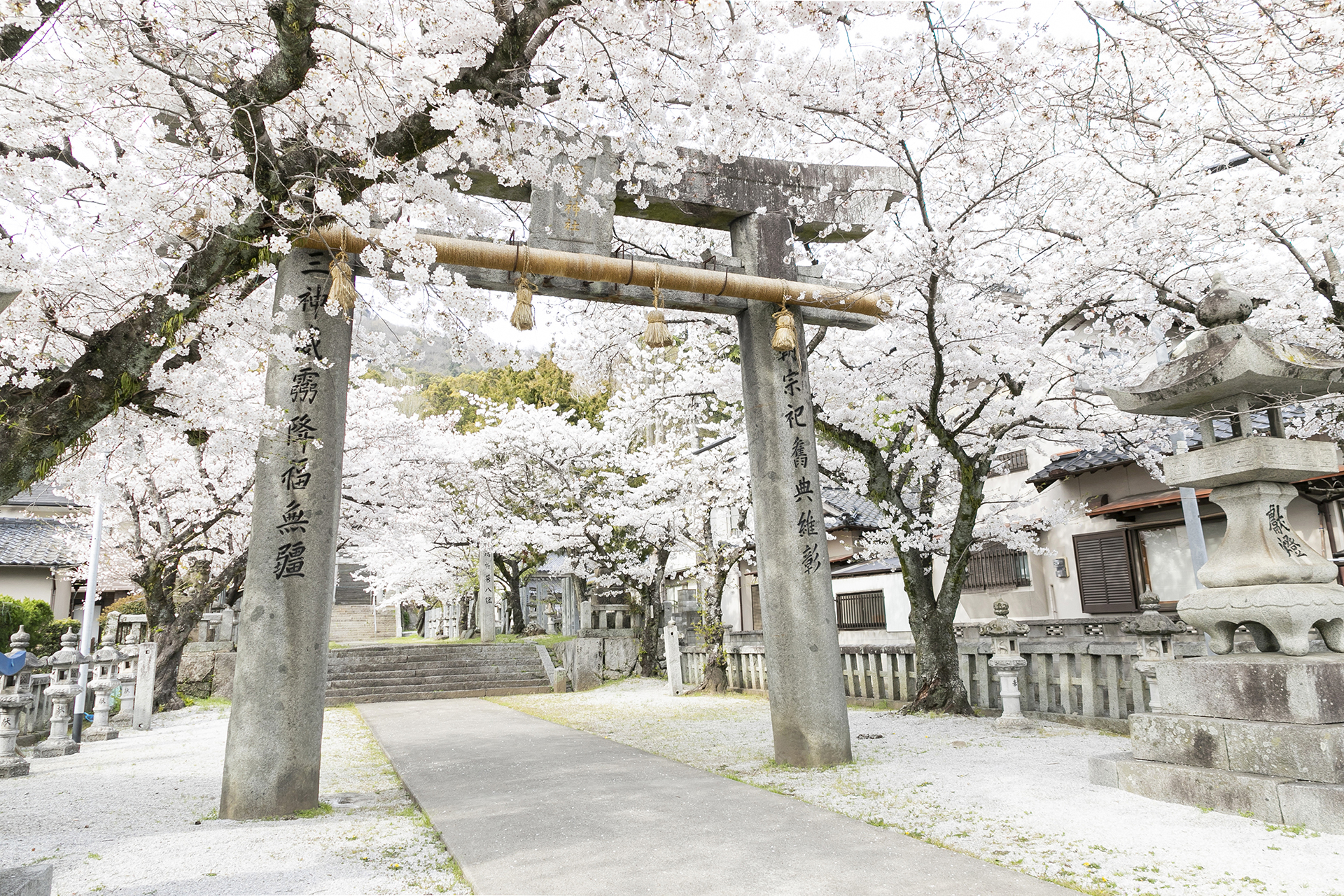 ⾹春神社の桜