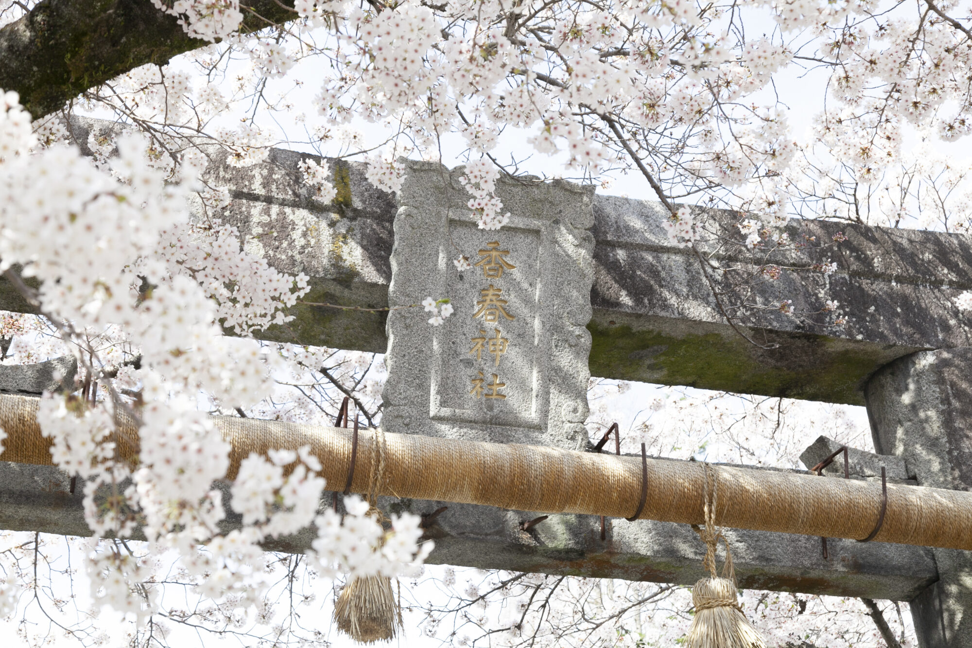 香春神社の桜と鳥居